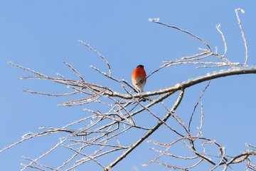 Natural winter background - frozen branches and bullfinch.