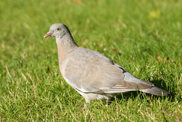 Common Wood Pigeon, Wood Pigeon - young bird
