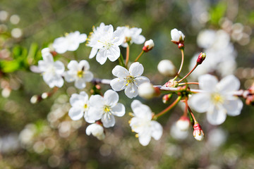 Natural spring background with cherry flowers. 