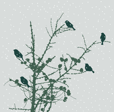 birds on a fir tree