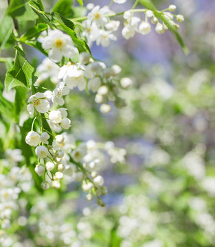 Branch of bird cherry tree with flowers. Natural spring background.