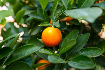 Citrofortunella microcarpa (calamondin). Natural background with calamondin fruits in foliage.