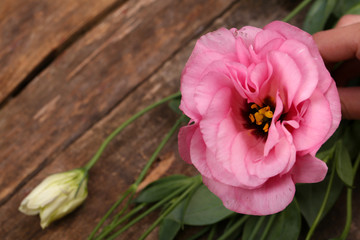 Female hand holding beautiful eustoma on wooden table close up