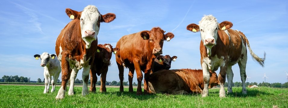 Gruppe Fleckviehrinder auf einer Wiese, breites Bildformat