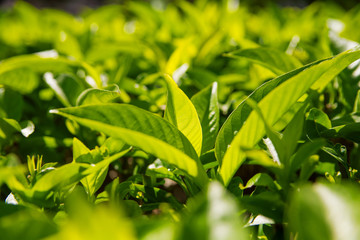 Green leaves macro close up.