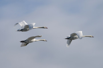 Fototapeta na wymiar Mute Swan in the flight.