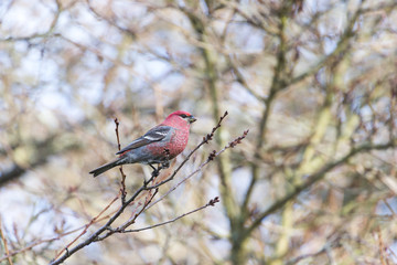 Pine Grosbeak