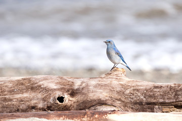 Male Mountain Bluebird