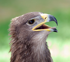 Golden eagle close up