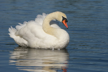 Mute Swan