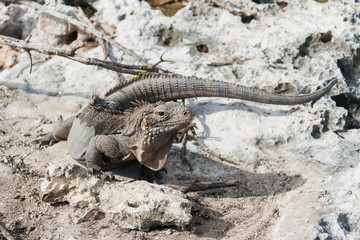 Cuban rock iguana (Cyclura nubile).
