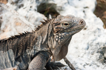 Cuban rock iguana (Cyclura nubile).