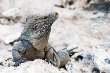 Cuban rock iguana (Cyclura nubile).