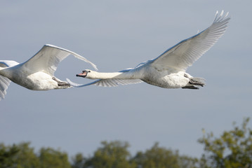 Mute Swan in the flight.