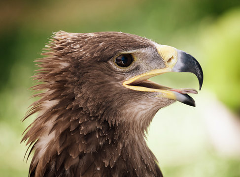 Golden eagle close up