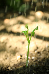 Green sprout in soil outdoors