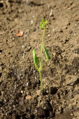 Green sprout in soil outdoors