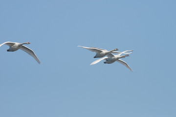 Mute Swan in the flight.