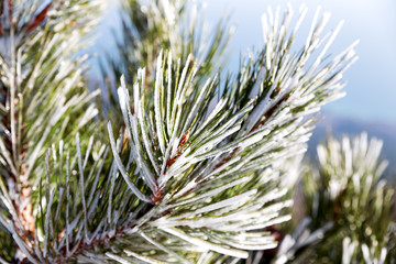 Snow and iced pine trees on sunny winter day. Frosted pine needles, Crimea, Russia.