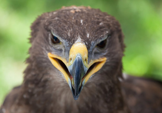 Golden eagle close up