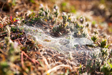 Spider's web on grass and flowers. Early morning in Cambodia.