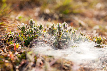 Spider's web on grass and flowers. Early morning in Cambodia. Natural background.