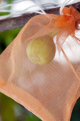 figs in wrapping bag
