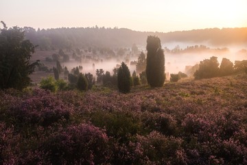 Lüneburger Heide Totengrund im Morgennebel