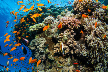 Obraz premium Vie sous-marine aux Maldives