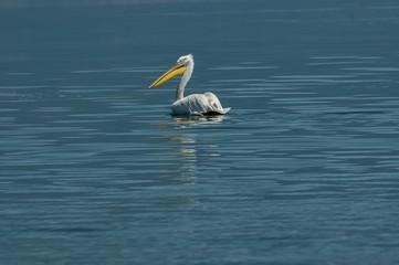 Pelican swim in Kerkini lake, nord Greece 