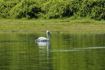 Pelican swim in Kerkini lake, nord Greece 