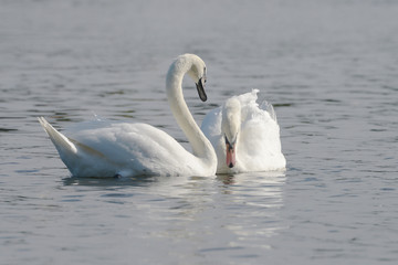 Mute Swan - Pair