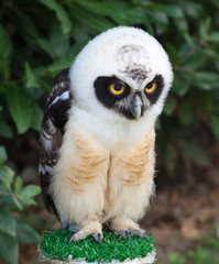 Portrait of Spectacled Owl
