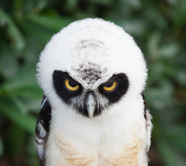 Portrait of Spectacled Owl