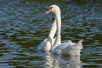 Mute Swan - Pair