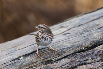 song sparrow