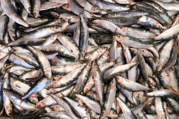 Group of dead small fish caught by fishermen