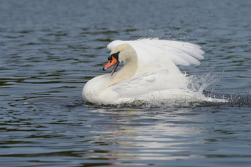 Fototapeta premium Mute Swan