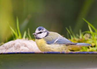 Obraz premium Blaumeise an einer Tränke