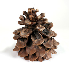 fir-cone