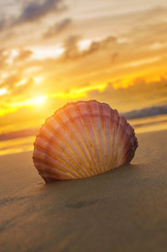 Beautiful beach with sunrise background. Focus on sea shell.