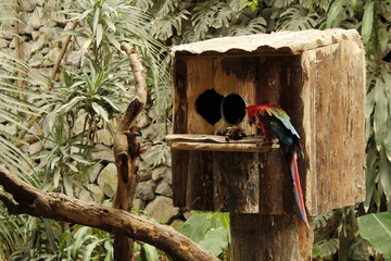 Parrot