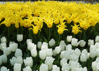 yellow and white tulips