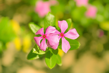 Madagascar rosy periwinkle