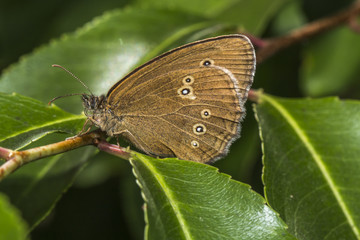 Brauner Waldvogel (Aphantopus hyperantus)