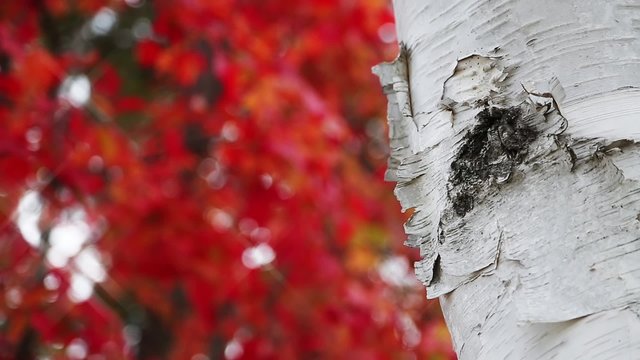 A white birch tree trunk with peeling, textured bark is backed by brilliant red and orange fall foliage blowing in an autumn breeze in the soft-focused looping background. Great text copy space! 