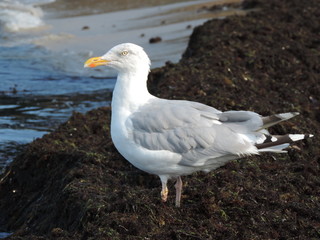 Fototapeta premium Möwe