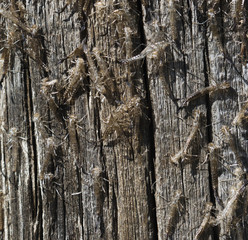 Dragonfly Exuviae on Old Wood Post