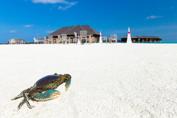 crab on beach