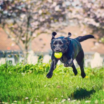 Black labrador jumping with tennis ball in mouth 